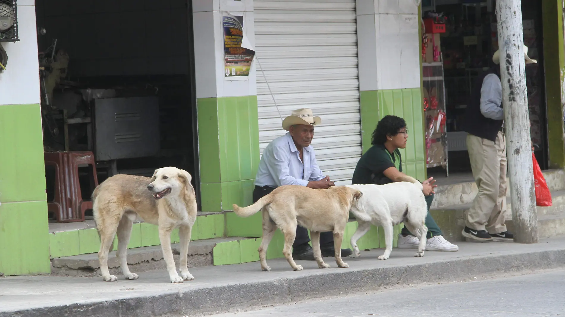 JE100420249344Perros Callejeros-Colonia Veracruz (18)